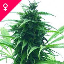 Super Skunk féminisée - 5 graines