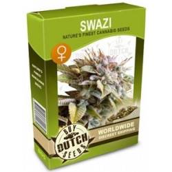 Swazi - 10 Graines