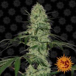 Tangerine Dream Féminisée Autofloraison - 5 graines