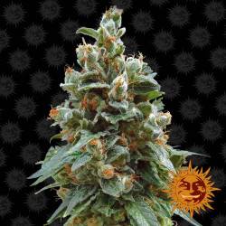 Vanilla Kush féminisée - 5 Graines