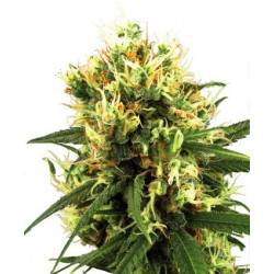 White Haze Féminisée Autofloraison - 10 graines