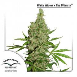 White Widow X The Ultimate - 10 graines