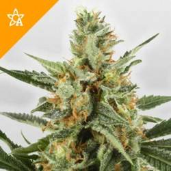 WSS Skunk Féminisée Autofloraison - 5 graines