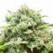 Diesel Autofloraison - 5 Graines