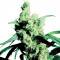 Silver Haze Féminisée (Classic Redux Serie) - 3 Graines
