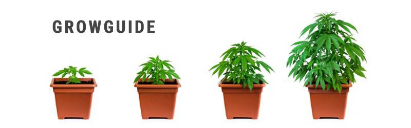 Growguide - Cannabis Anbau