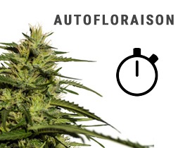 Autofloraison