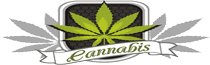 Graines de cannabis